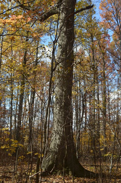 Property photo 33 - 75.3 Acres Offered in 2 Tracts